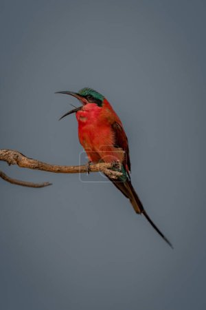 Photo for Southern carmine bee-eater sings on dead branch - Royalty Free Image