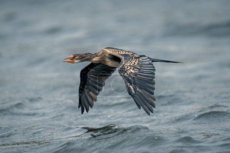 Photo for Reed cormorant flies over waves casting shadow - Royalty Free Image