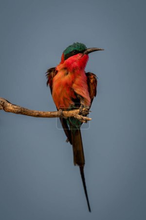 Photo for Southern carmine bee-eater with catchlight on twig - Royalty Free Image