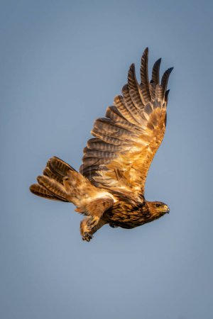 Tawny eagle flies under perfect blue sky