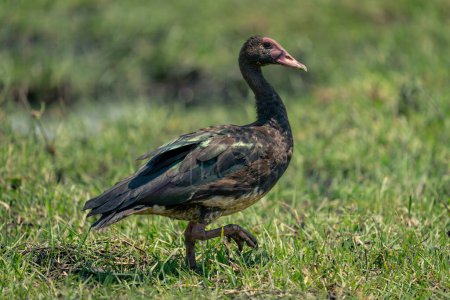 Spur-winged goose crosses sunlit grass lifting foot