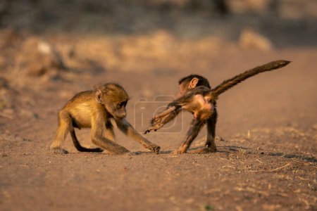 Foto de Dos bebés chacma babuinos jugar en la carretera - Imagen libre de derechos