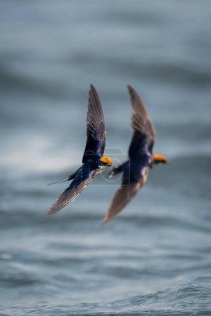 Foto de Dos golondrinas de cola de alambre vuelan con alas a juego - Imagen libre de derechos