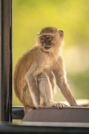 Photo for Vervet monkey sits in truck looking round - Royalty Free Image