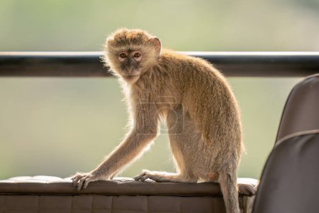 Photo for Vervet monkey sits in jeep watching camera - Royalty Free Image