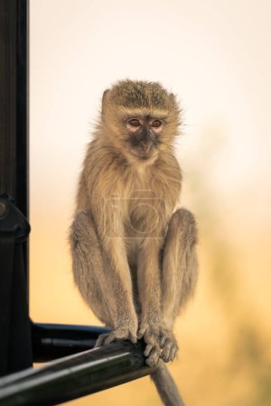 Photo for Vervet monkey sits on side of jeep - Royalty Free Image
