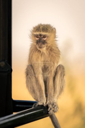 Photo for Vervet monkey sits staring in safari truck - Royalty Free Image