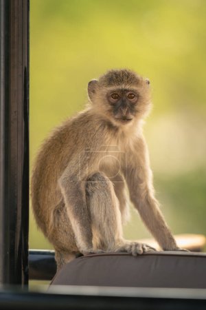 Photo for Vervet monkey sits watching camera from jeep - Royalty Free Image