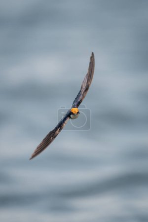 Foto de Cola de alambre tragar vuela a través del río hacia la cámara - Imagen libre de derechos