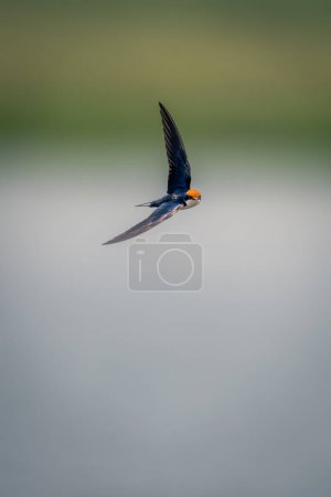 Foto de Tragar con cola de alambre vuela a lo largo del río bajo el sol - Imagen libre de derechos