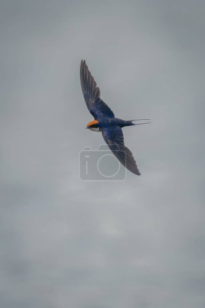 Foto de La golondrina de cola de alambre vuela sobre el río al sol - Imagen libre de derechos