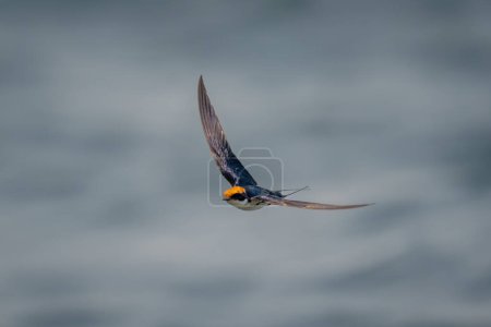 Foto de Tragar cola de alambre vuela sobre el río extendiendo alas - Imagen libre de derechos