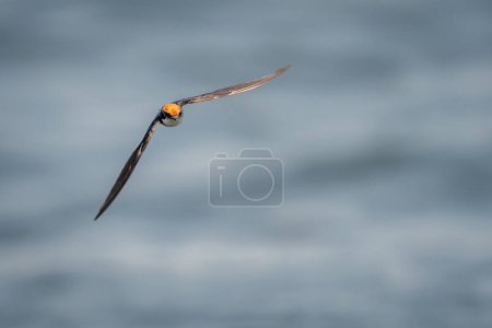 Foto de Tragar con cola de alambre vuela sobre el agua hacia la cámara - Imagen libre de derechos