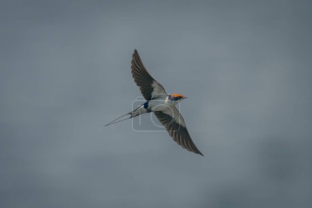 Foto de Tragar con cola de alambre vuela con alas extendidas - Imagen libre de derechos