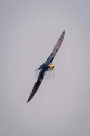 Foto de Deslizamientos de cola de alambre con alas extendidas diagonalmente - Imagen libre de derechos