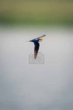 Foto de Golondrina de cola de alambre vuela a través del río bajo el sol - Imagen libre de derechos