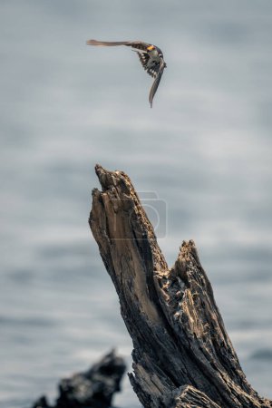 Foto de Tragar con cola de alambre vuela más allá del muñón en el río - Imagen libre de derechos