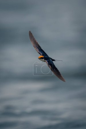 Foto de La golondrina de cola de alambre se desliza sobre el agua extendiendo alas - Imagen libre de derechos