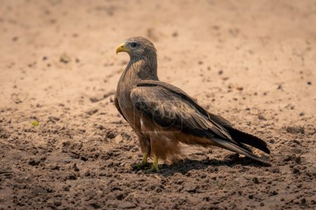 Photo for Yellow-billed kite stands on beach in sunshine - Royalty Free Image