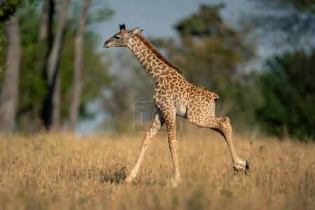 Photo for Baby Masai giraffe gallops through grassy clearing - Royalty Free Image