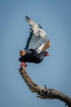 Foto de Bateleur levanta las alas despegando de la rama - Imagen libre de derechos