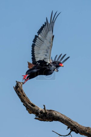 Foto de Bateleur despega de las alas de elevación de la rama - Imagen libre de derechos