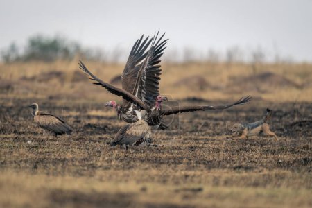 Téléchargez les photos : Le chacal à dos noir chasse les vautours de la mort - en image libre de droit