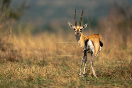Foto de Thomson gazelle se para mirando hacia atrás a la cámara - Imagen libre de derechos