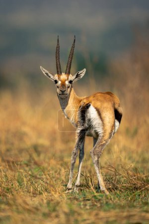 Foto de Thomson gazelle se para mirando alrededor de la cámara - Imagen libre de derechos