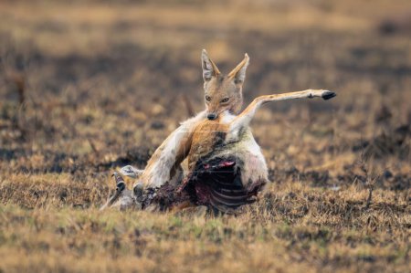 Téléchargez les photos : Le chacal à dos noir tient la carcasse sur la savane - en image libre de droit