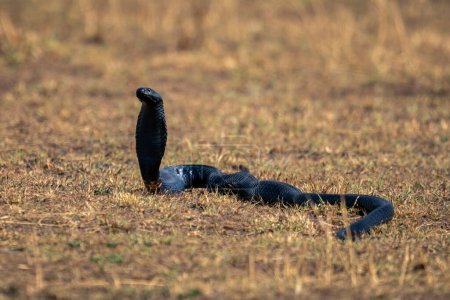 Photo for Black-necked spitting cobra lifting head off grass - Royalty Free Image