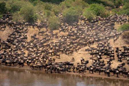 Blue wildebeest gather by river in sunshine