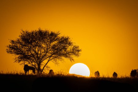 Foto de Los ñus azules pastan en el horizonte al amanecer - Imagen libre de derechos