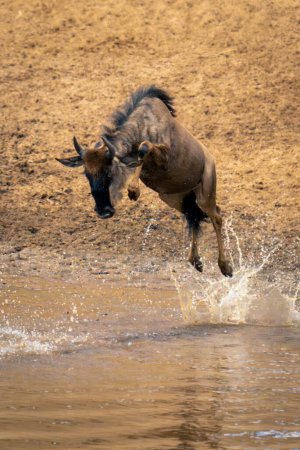 Blue wildebeest jumps into stream in sun