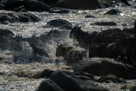 Blue wildebeest splash across rocks in water
