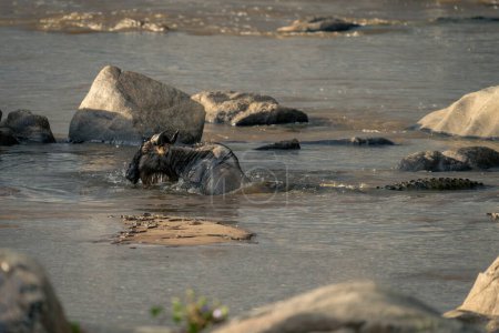 Foto de Wildebeest azul tratando de escapar cocodrilo del Nilo - Imagen libre de derechos