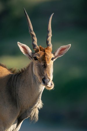 Foto de Primer plano de macho común eland masticar cud - Imagen libre de derechos