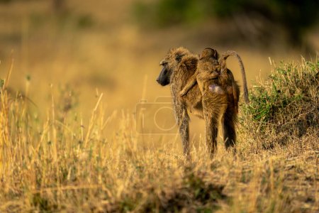 Photo for Female olive baboon carrying baby on back - Royalty Free Image