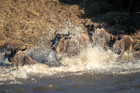Four blue wildebeest splash through shallow river