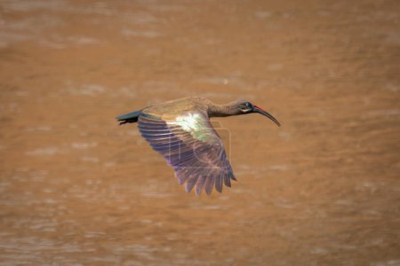 Foto de Hadada ibis cruza el río con las alas abajo - Imagen libre de derechos