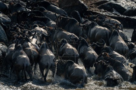 Herd of blue wildebeest splash across stream