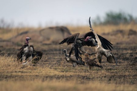 Lappet-faced and white-backed vultures fight over kill