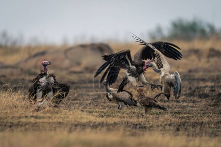 Les vautours à face de lapin et à dos blanc se battent pour la carcasse
