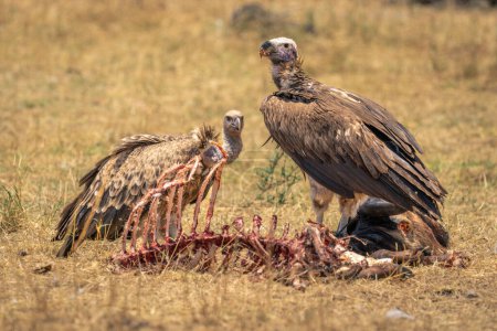 Lappet-faced and white-backed vultures stand by carcase