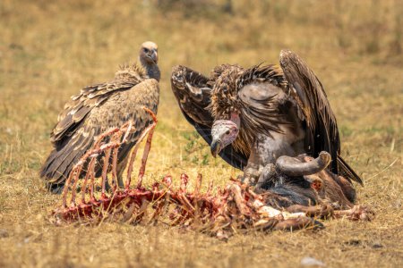Lappet-faced and white-backed vultures with wildebeest carcase