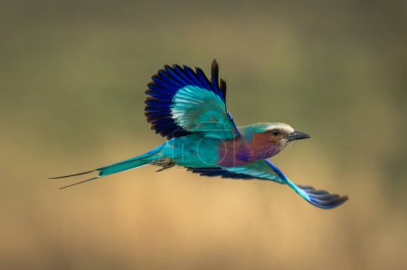 Photo for Lilac-breasted roller crosses savannah with wings spread - Royalty Free Image