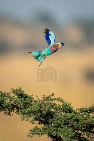 Photo for Lilac-breasted roller flies over thornbush lifting wings - Royalty Free Image