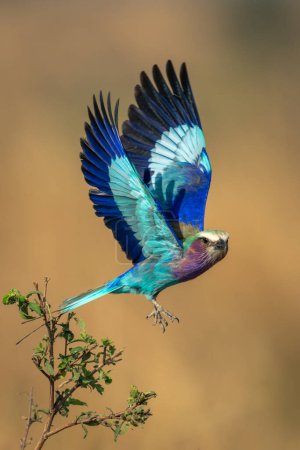 Photo for Lilac-breasted roller flies with wings lifted up - Royalty Free Image