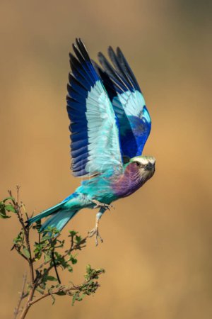 Photo for Lilac-breasted roller flies with wings raised high - Royalty Free Image