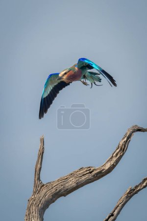 Photo for Lilac-breasted roller glides over sunlit dead tree - Royalty Free Image